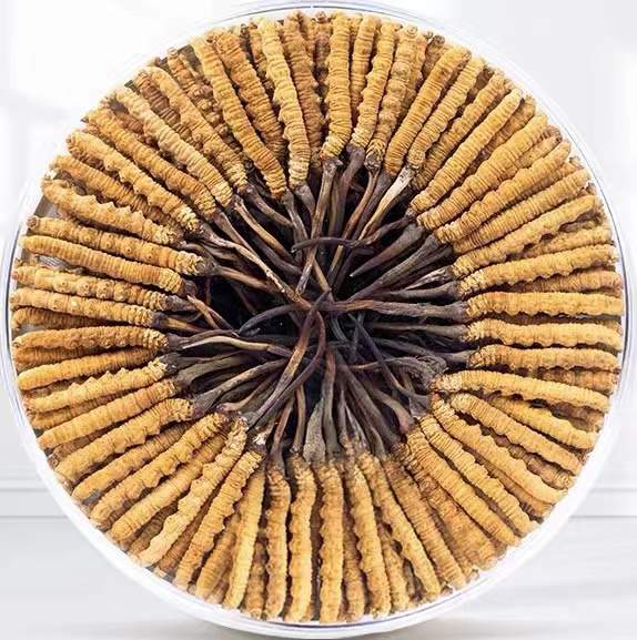 温宿冬虫夏草回收